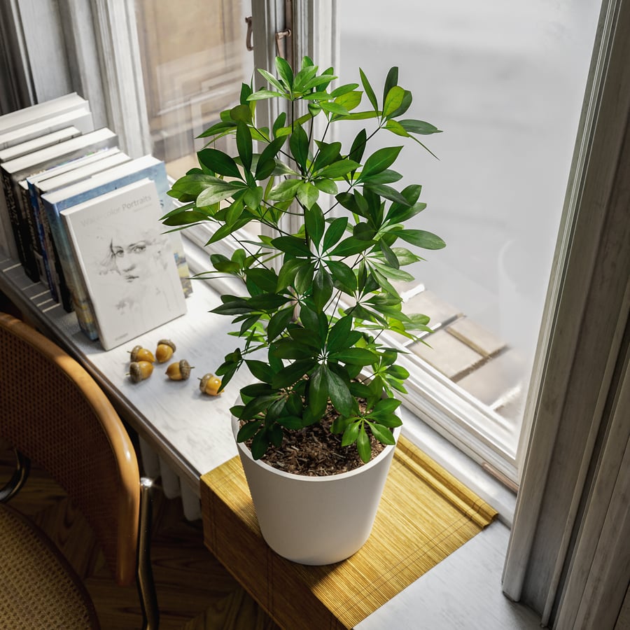 Planta em vaso de árvore guarda-chuva anã Modelo