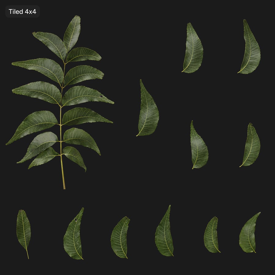 Pecan Leaves Atlas