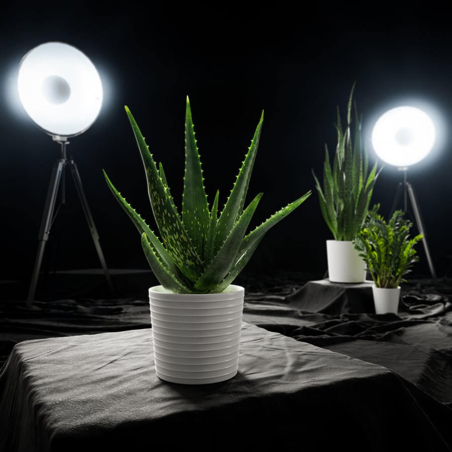 Modelo de planta suculenta de Aloe Vera em vaso