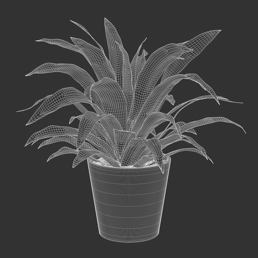 Dracaena Potted Plant Model, Lemon Lime