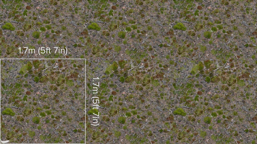 Textura de floresta com detritos de madeira e musgo irregular