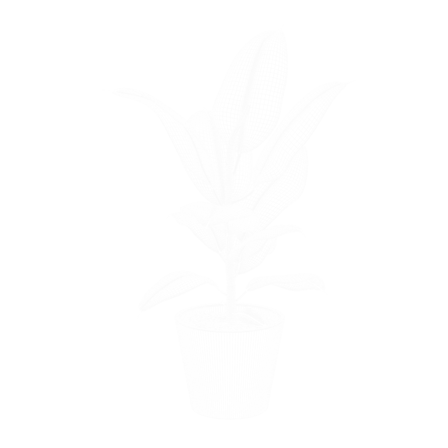 Modelo de planta de borracha