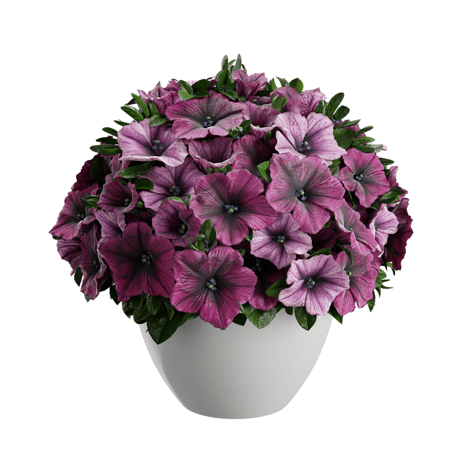 Petunia Plant Model