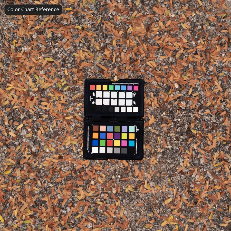 Texture des feuilles d'automne tombées