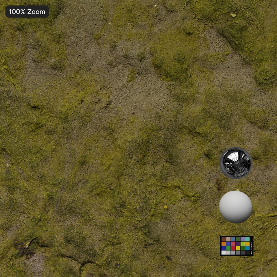 Algenstrandgrondtextuur