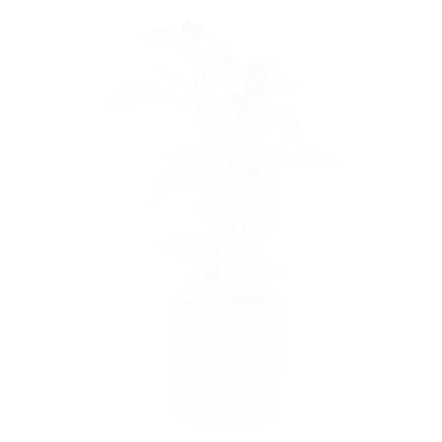 Modelo de planta Bloodleaf