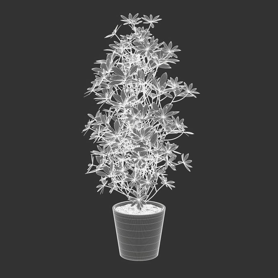 Nora Dwarf Umbrella Tree Potted Plant Model