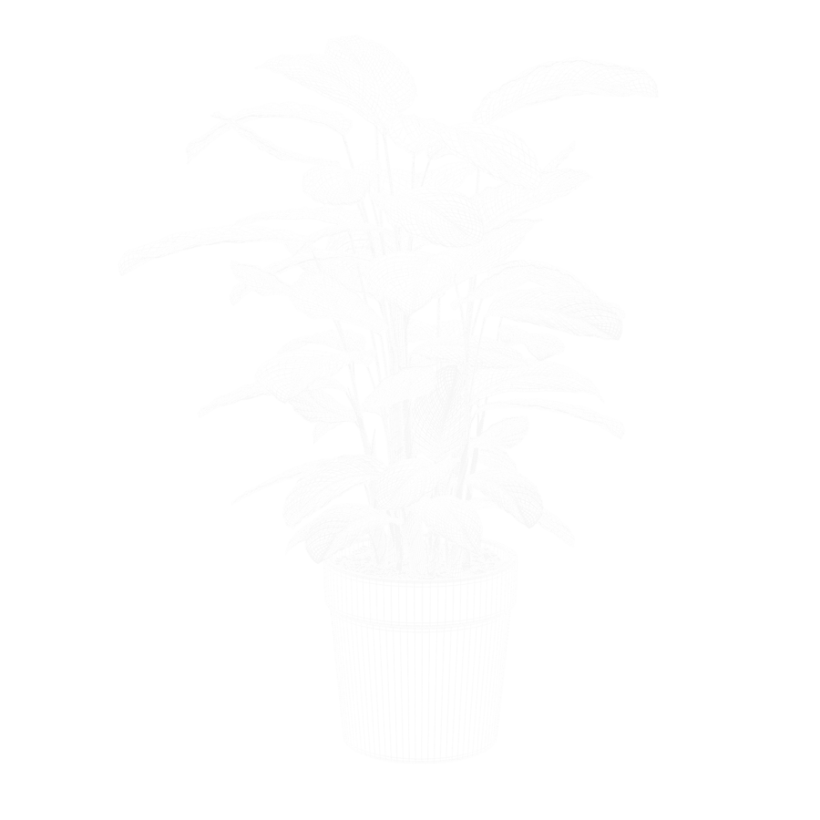 Calathea Argentea Plant Model