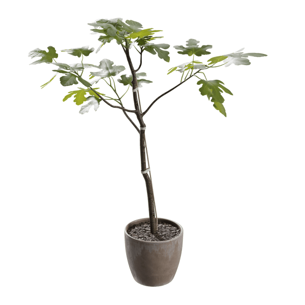 Large Potted Fig Plant Model