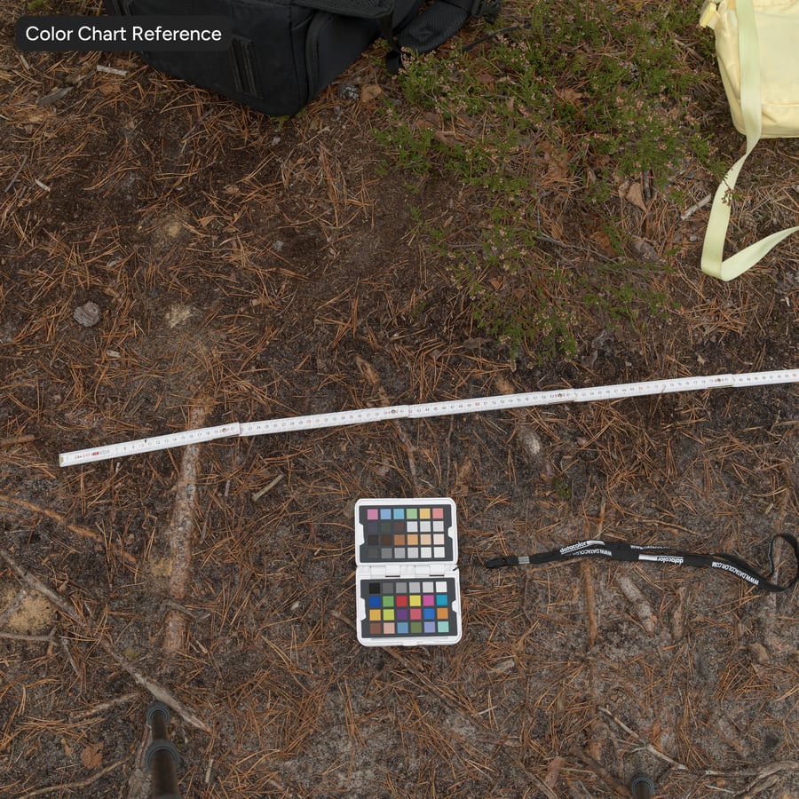 Conifer Roots on Forest Ground Texture