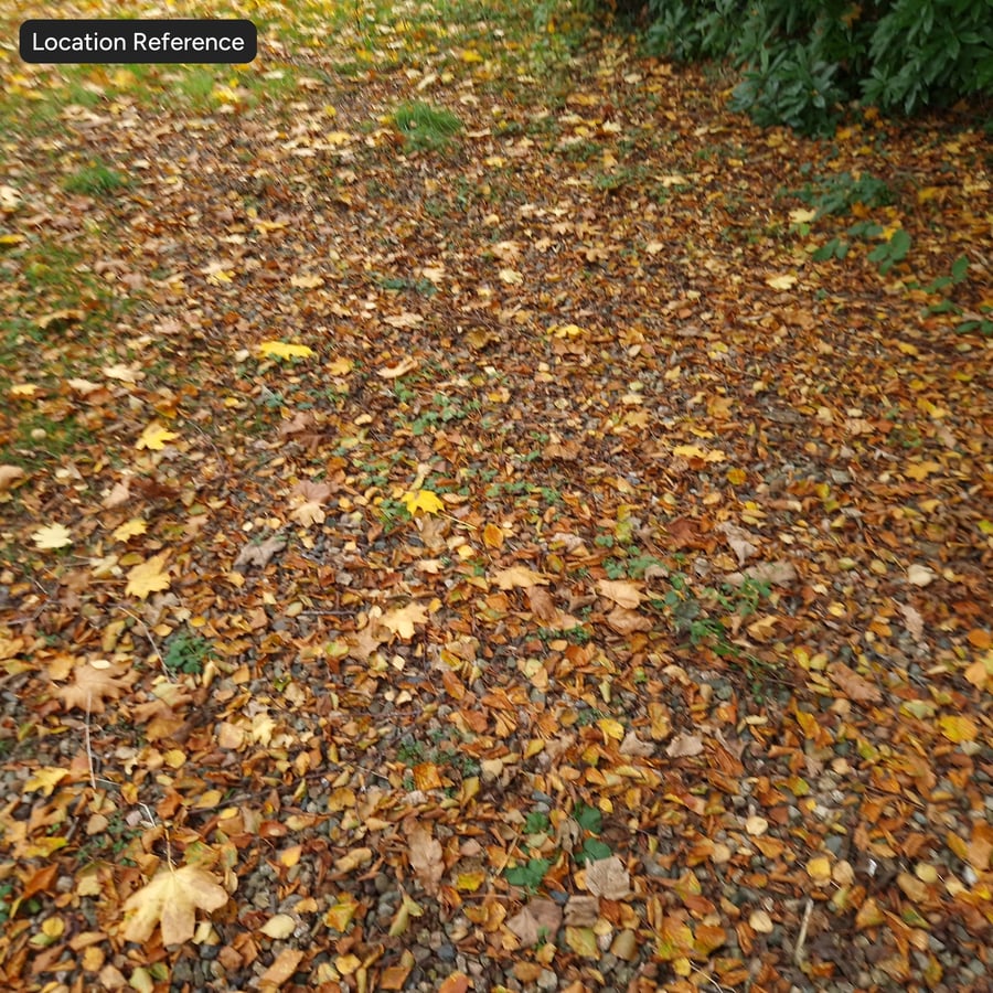 Autumn Leaves on Dirt Texture