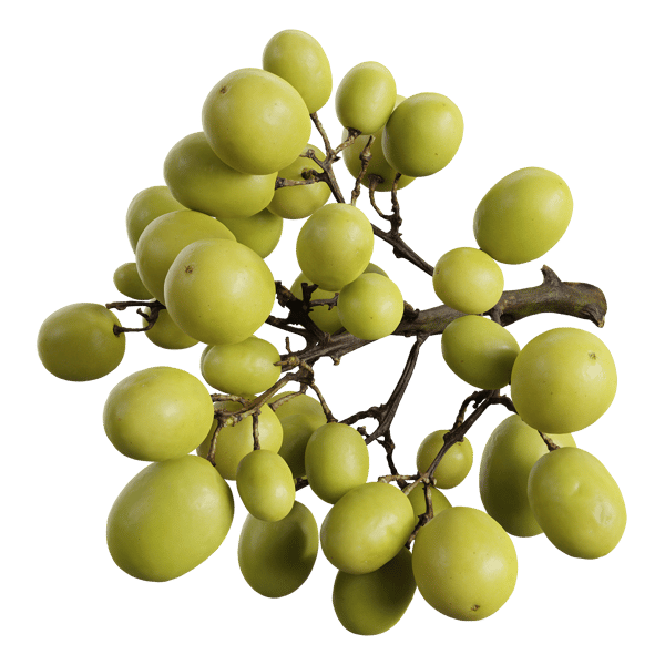 Modelo Uvas Verdes
