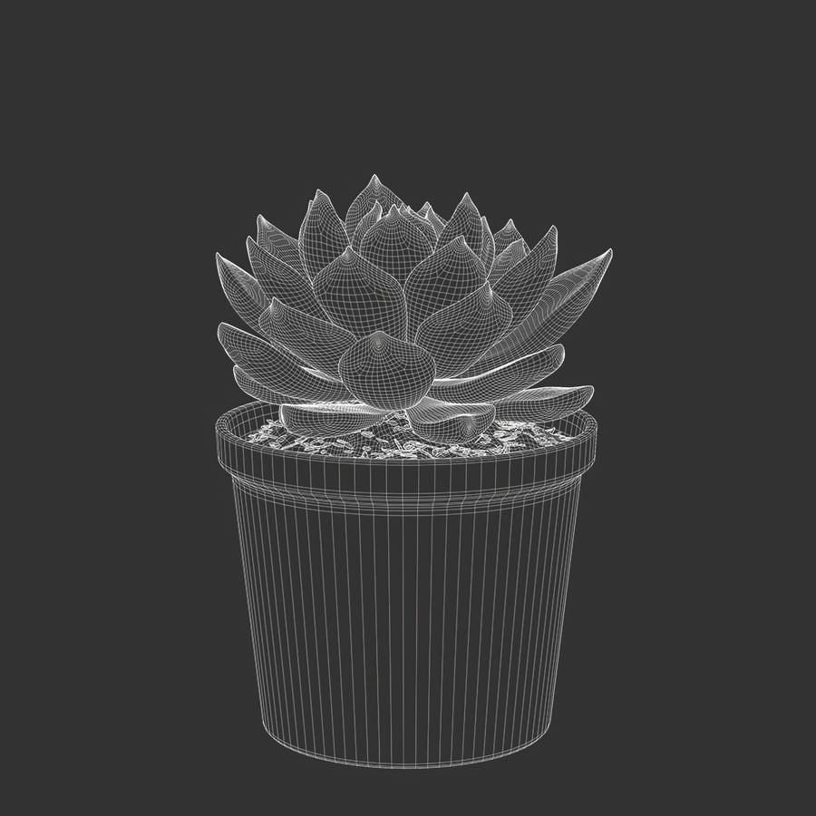 Planta Suculenta Echeveria Tippy em Vaso Modelo