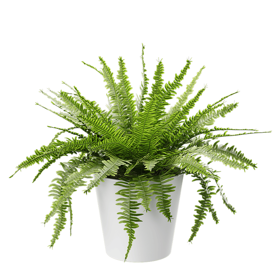 Boston Fern Potted Plant Model