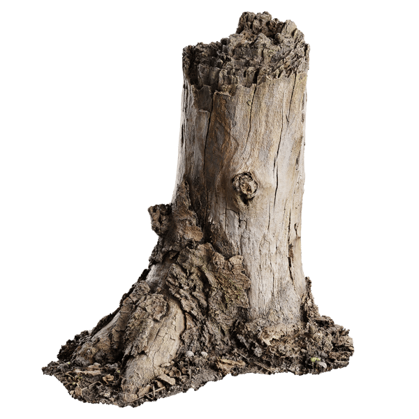 Medium Broken Bare Decaying Burly Stump Model