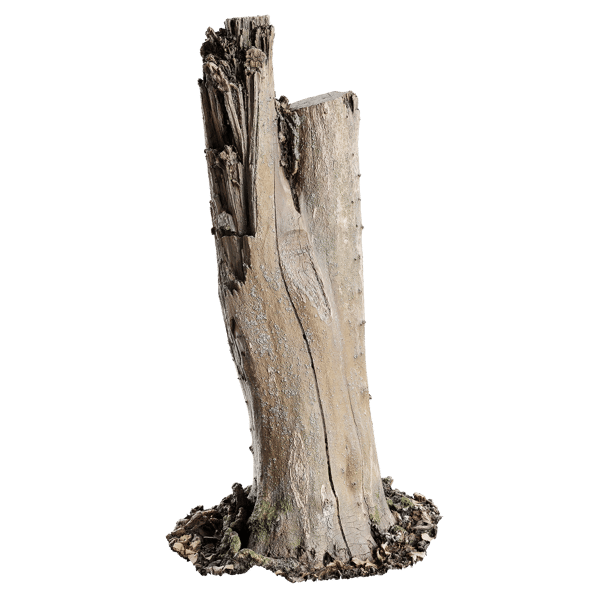 Tall Bare Deciduous Stump Model