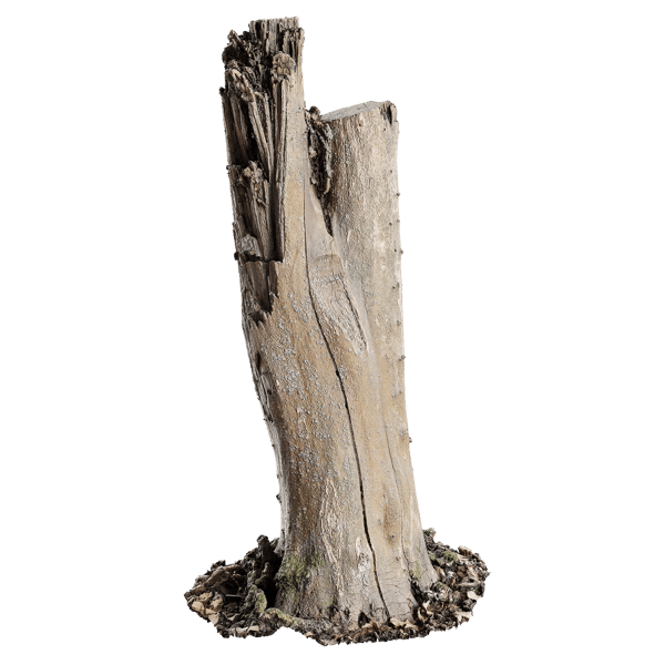 Modelo de tocón alto desnudo de hoja caduca