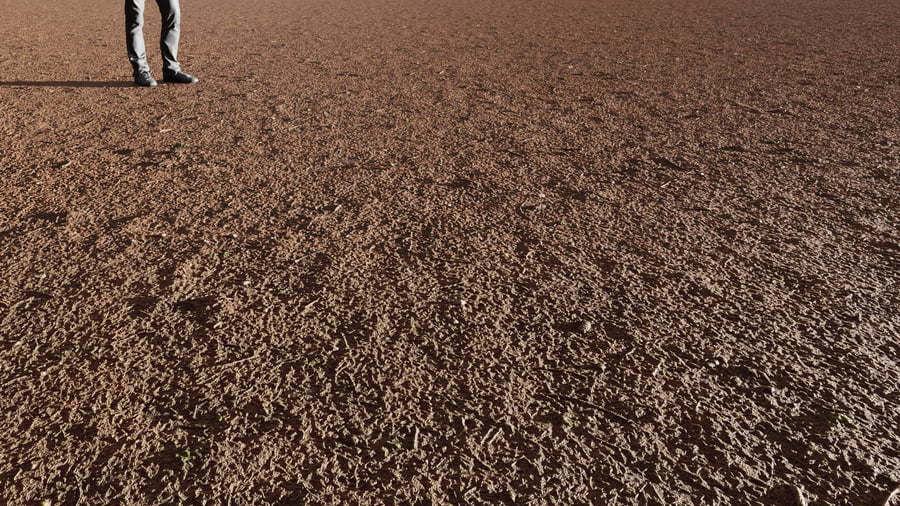 Agulhas da floresta na textura da terra