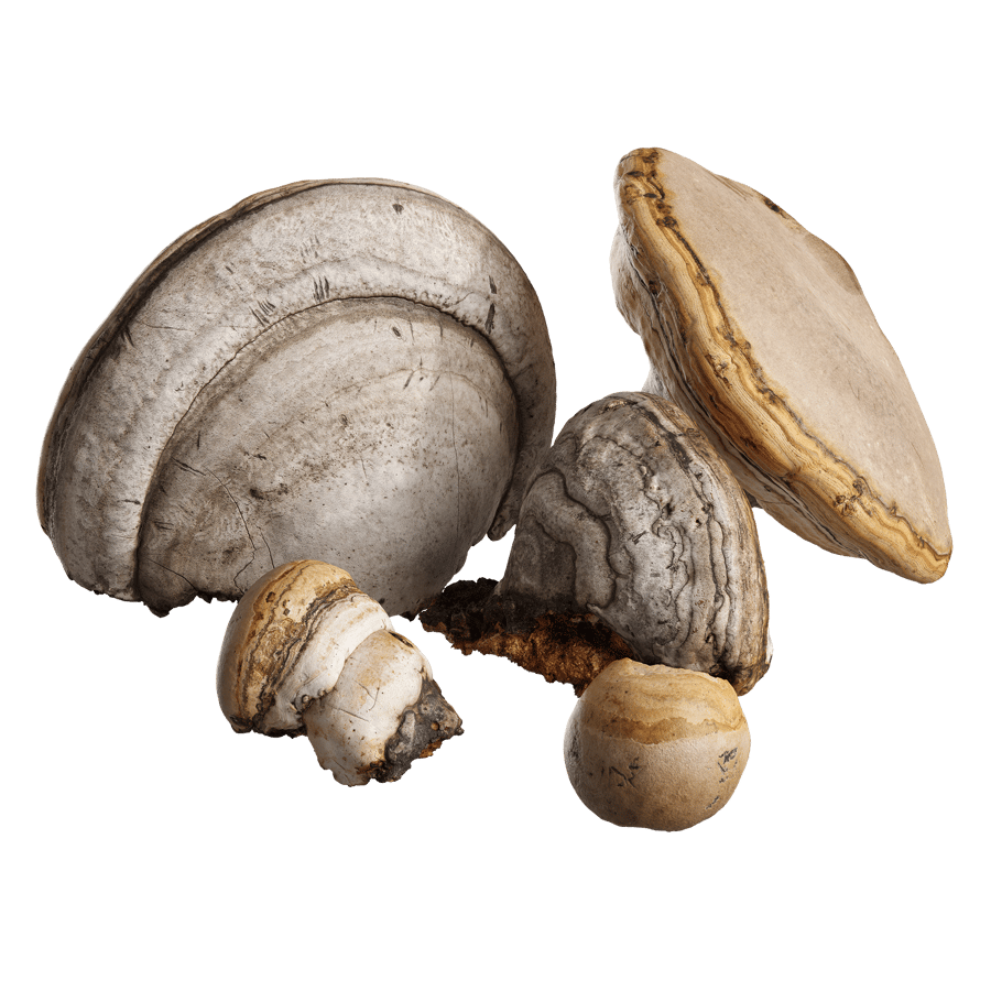 Small and Medium Polypores Tree Fungus Models Collection