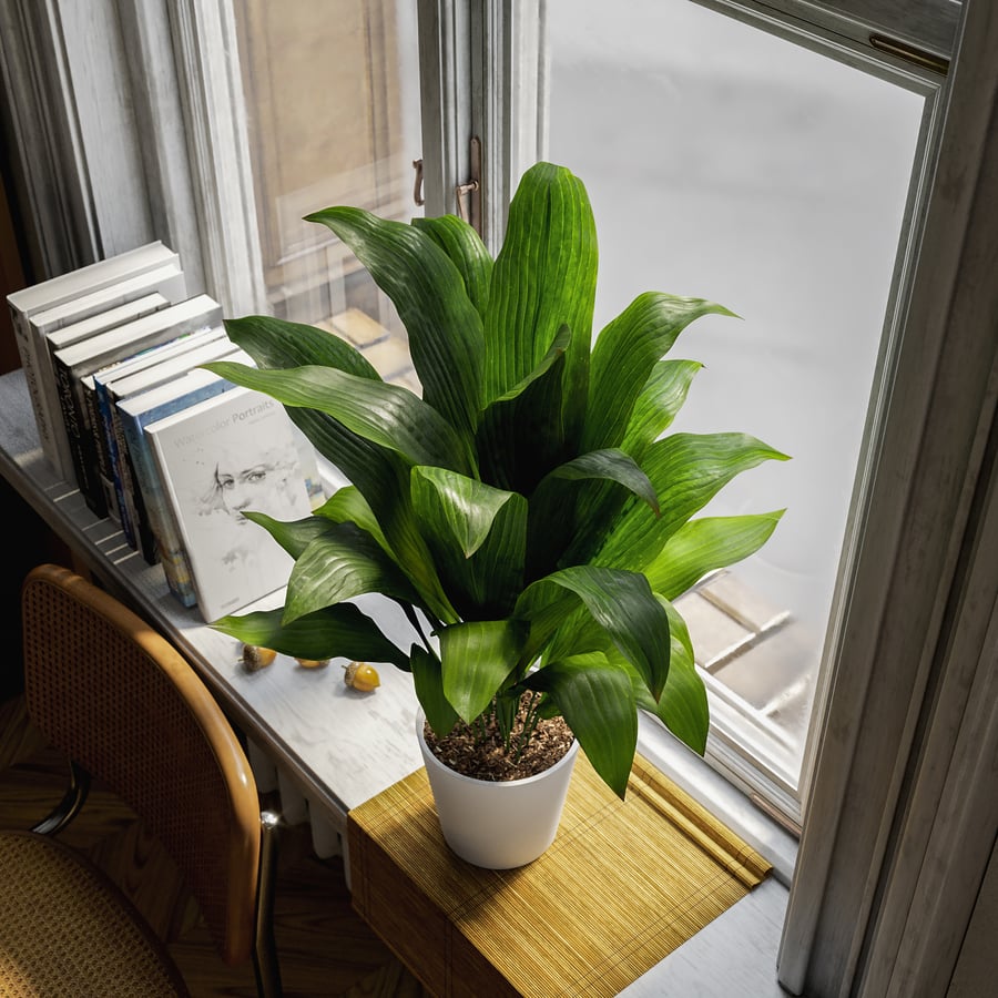 Planta em vaso de ferro fundido Modelo
