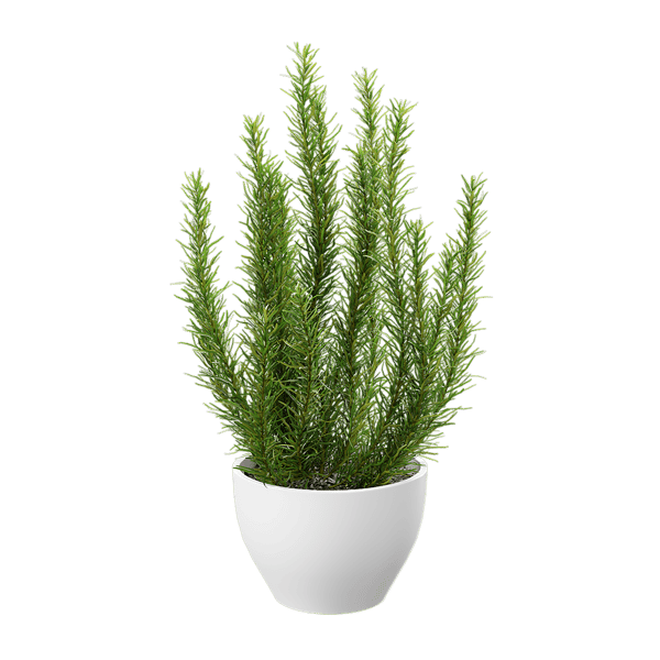 迷迭香香草盆栽模型