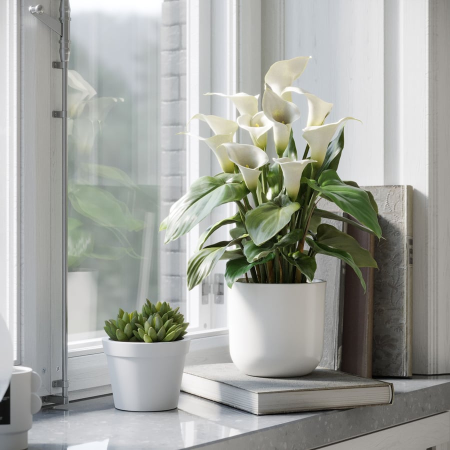 Modelo de planta de lírio-de-calla