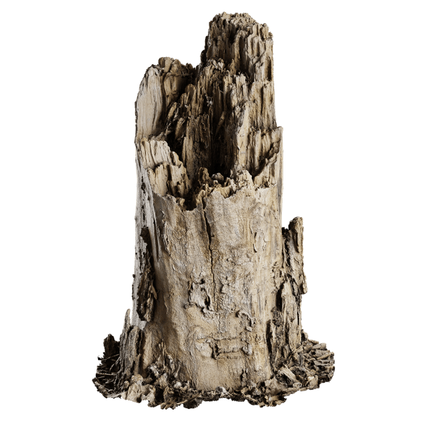 Medium Broken Decaying Stump Model