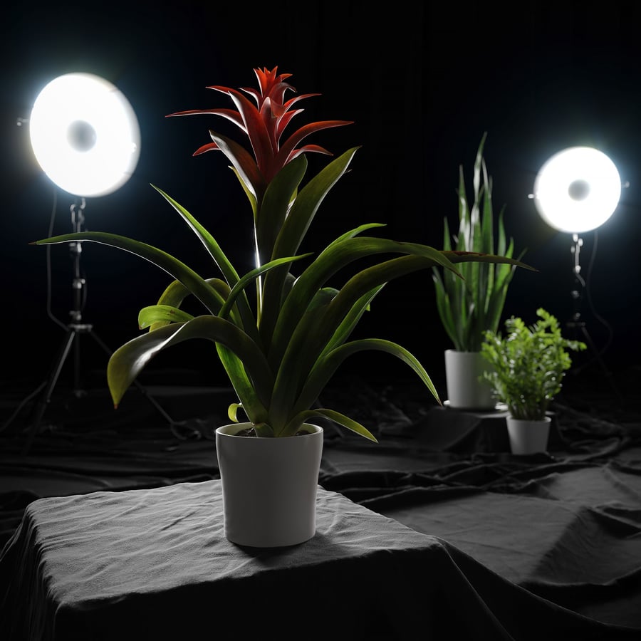 Modelo de planta bromélia