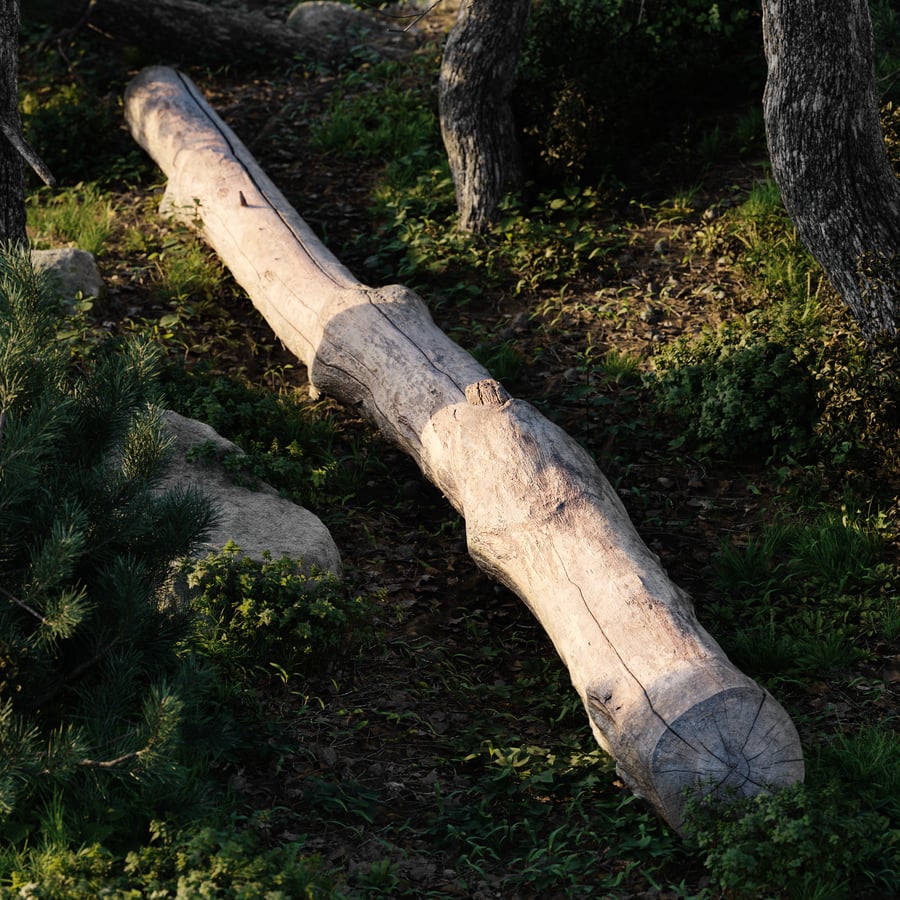 Long Bare Cut Log Model