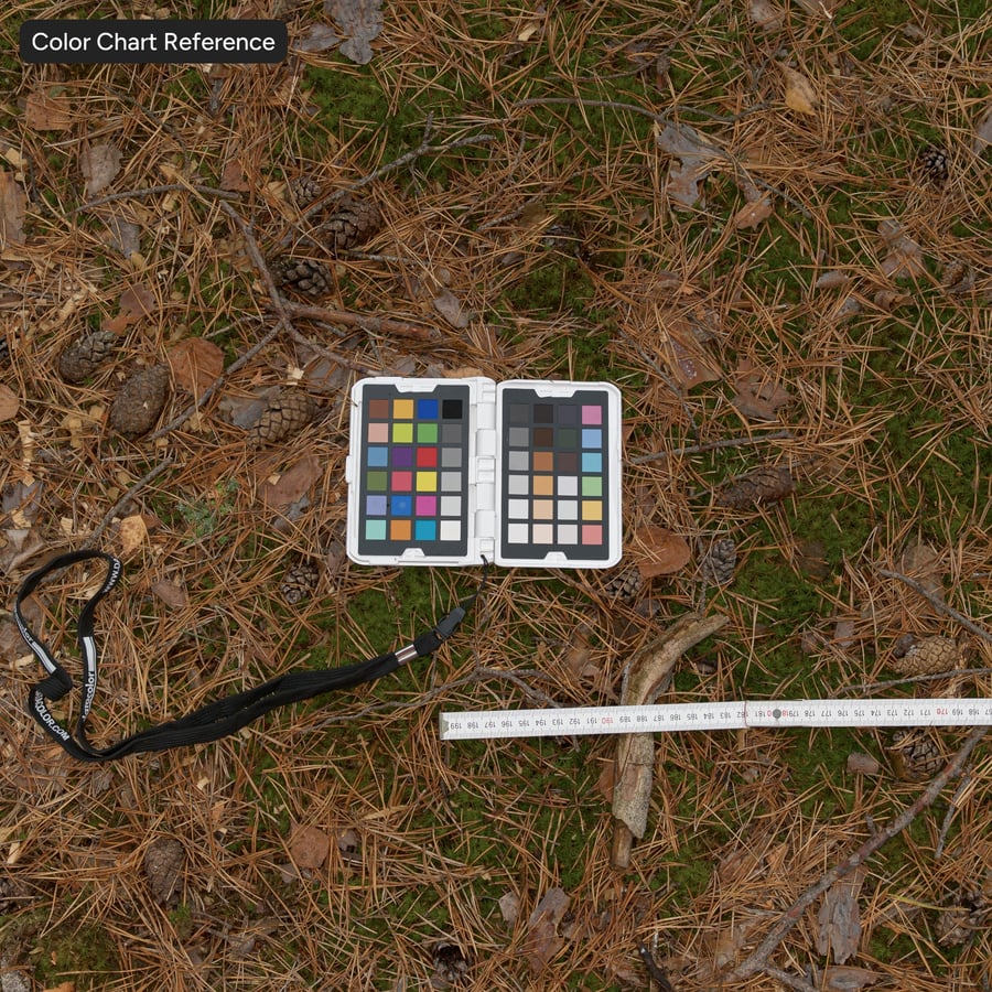 Fallen Conifer Leaves on Grass Ground Texture