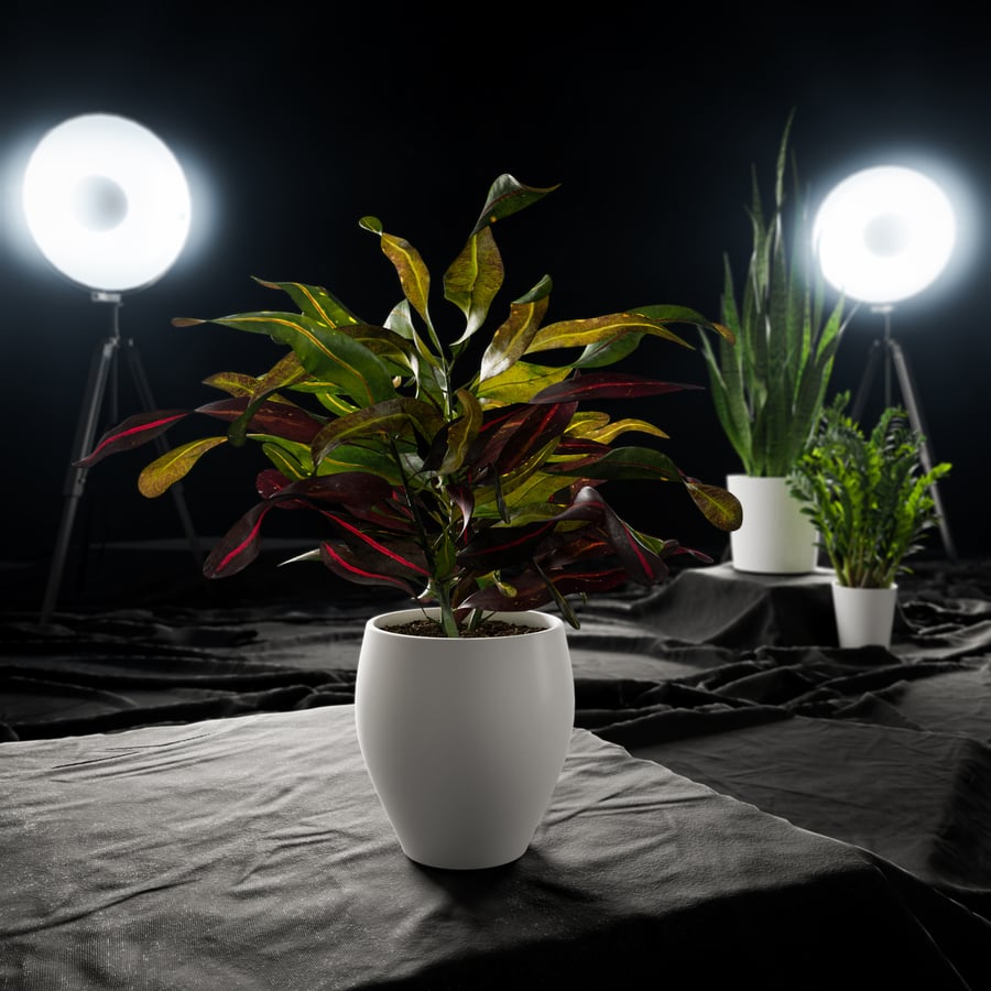Planta Mammy Croton em vaso Modelo