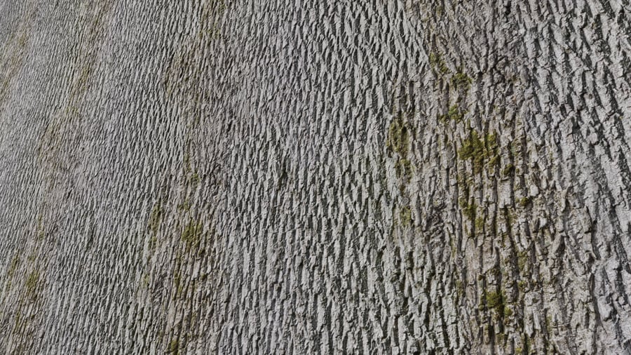 Mossy Deciduous Bark Texture, Grey