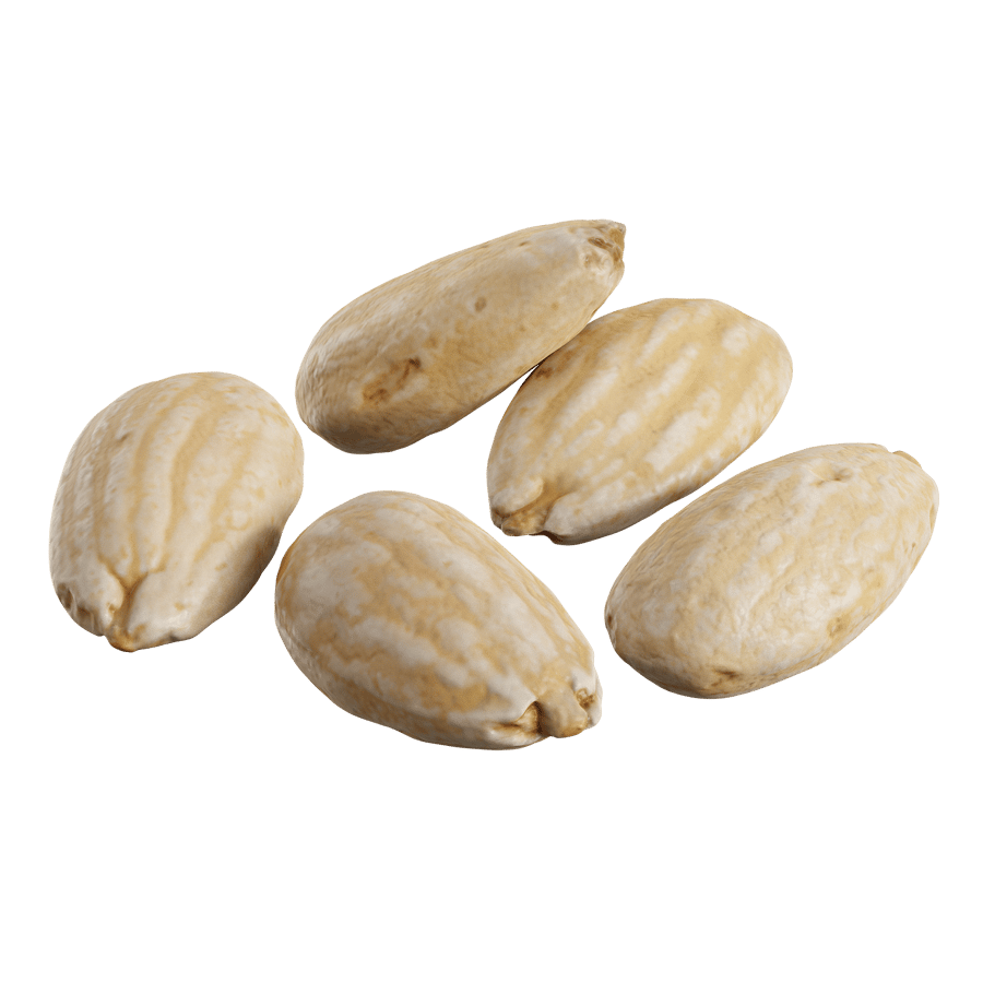 Roasted Almond Nuts Model