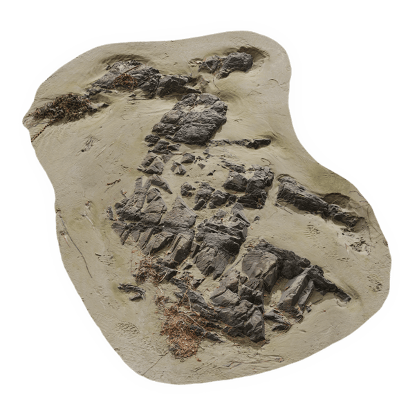 Medium Verspreid Strand Rots Model