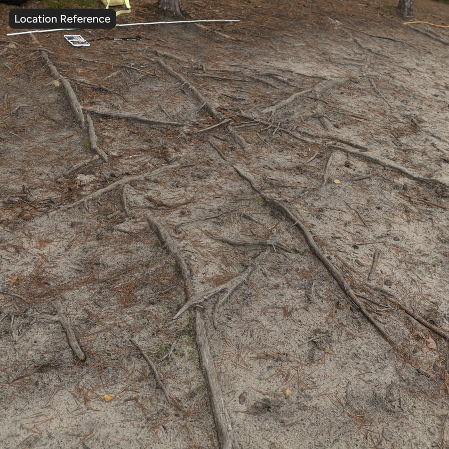 Conifer Roots on Forest Ground Texture