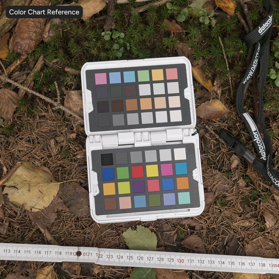 Lichen Moss Covered Cliff Rock Texture, Grey
