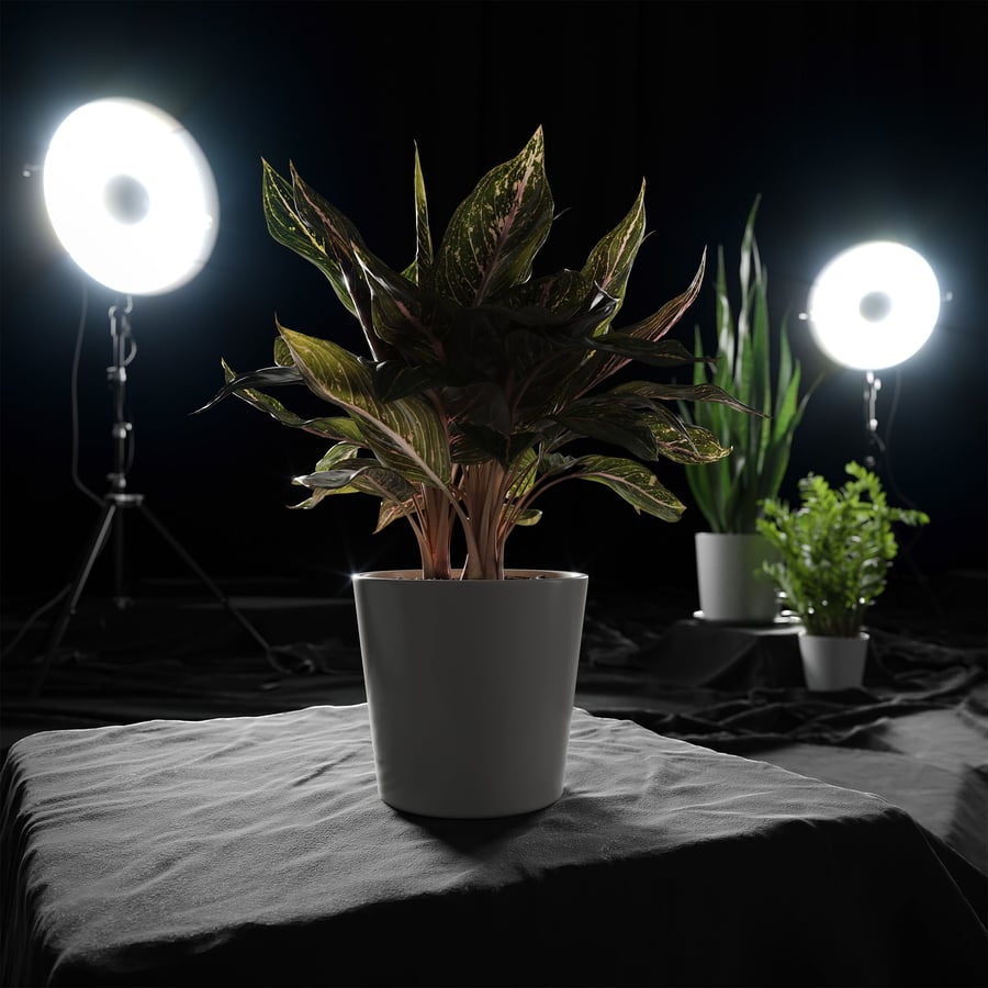 Modelo de planta Aglaonema