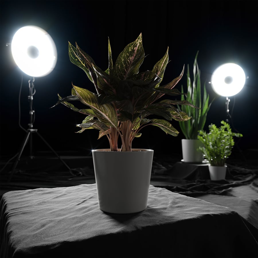 Aglaonema Plant Model