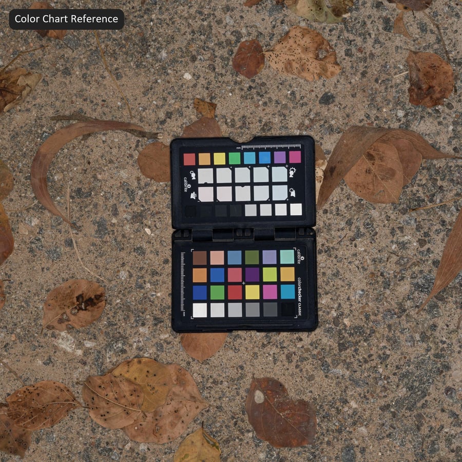 Feuilles tombées sur une texture de route en granulats d'asphalte