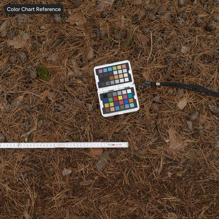 Conifer Leaves on Ground Texture
