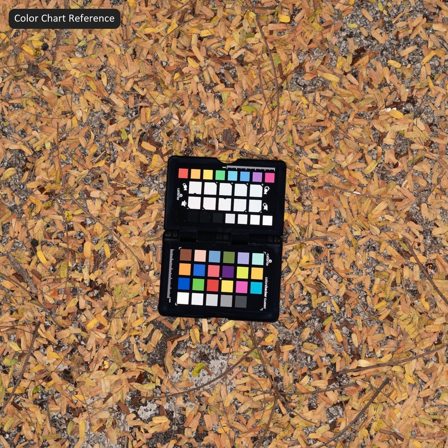 Autumn Leaves on Compact Gravel Texture