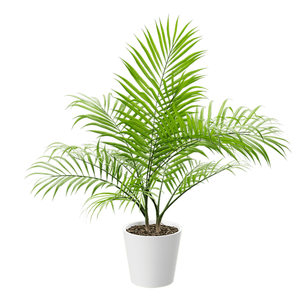 Bangalow-Palme Topfpflanze Modell