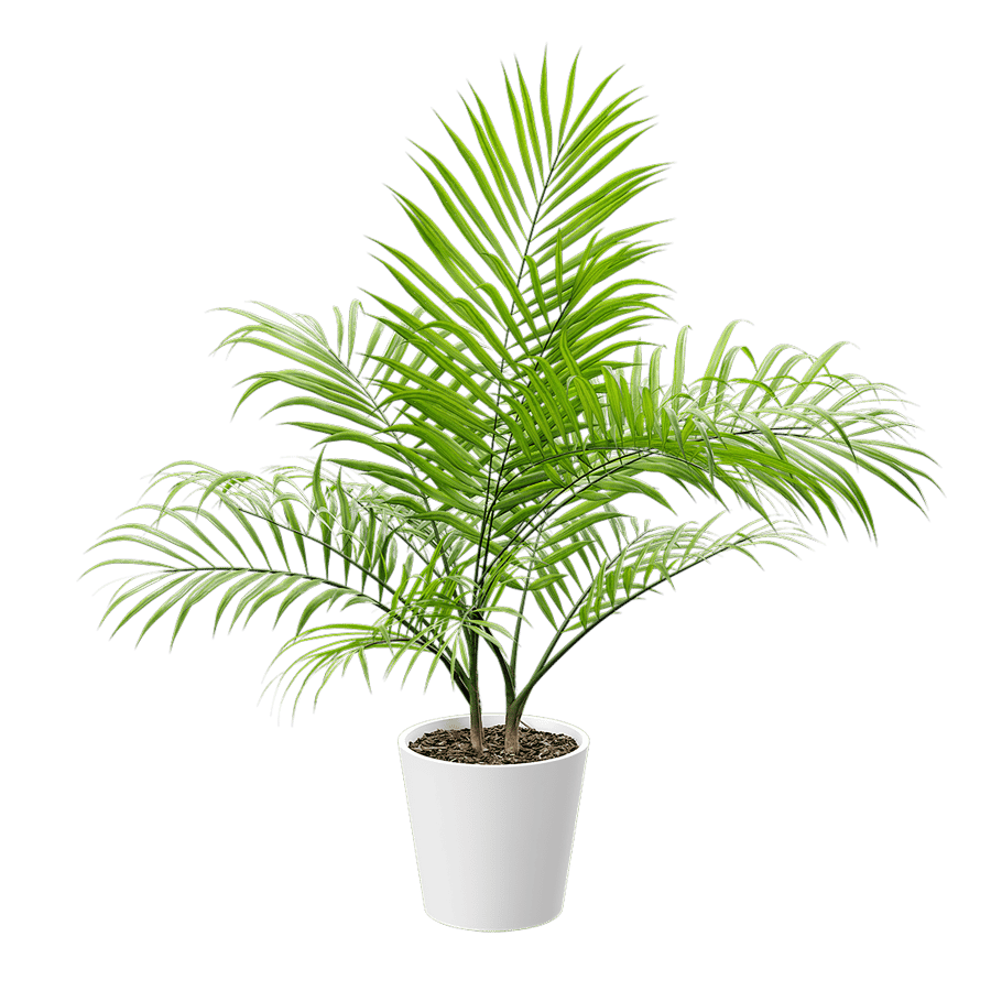 Bangalow Palm Potted Plant Model