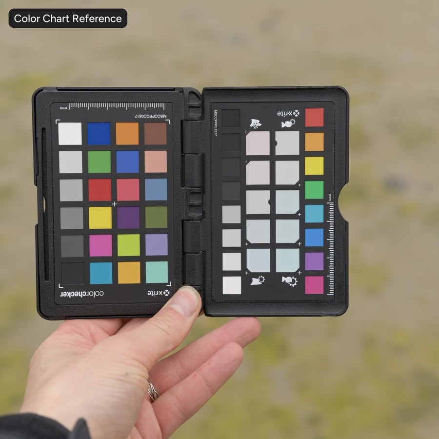 Algenstrandgrondtextuur