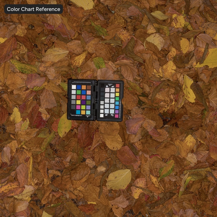 秋天森林樹葉在地面上的紋理