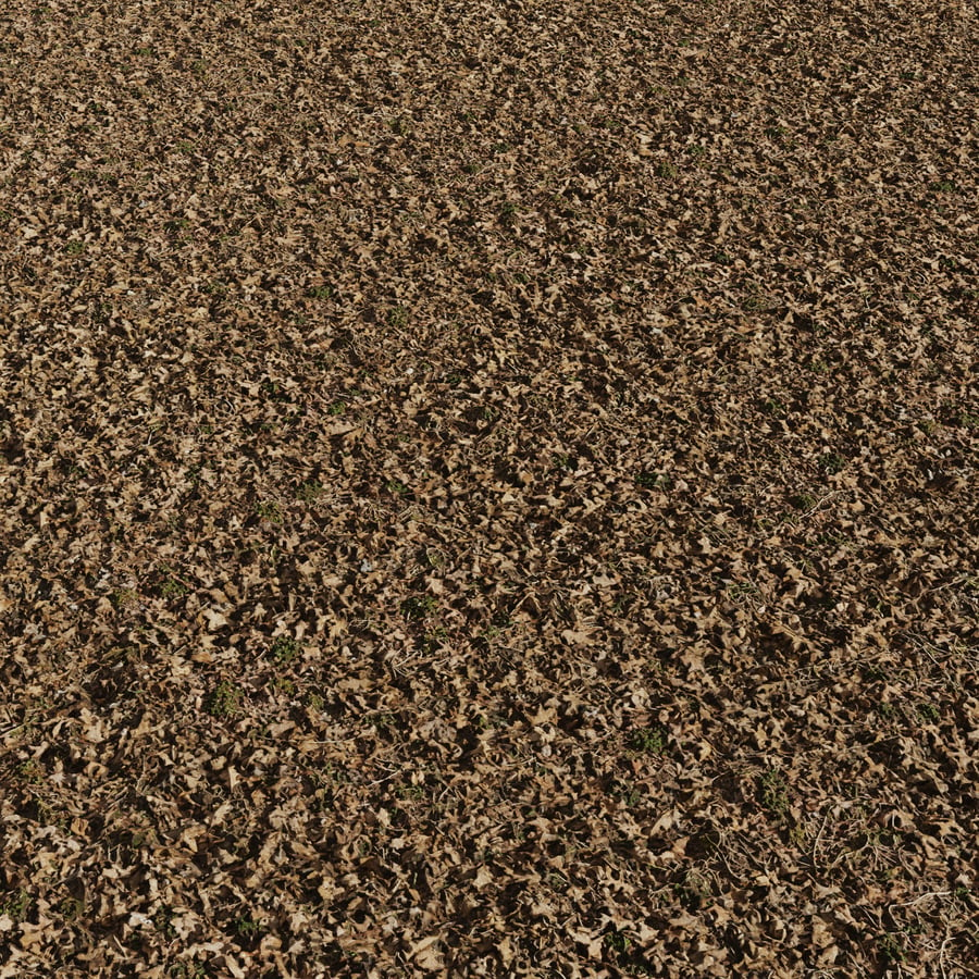 Dead Leaves with Grass Patches Ground Texture