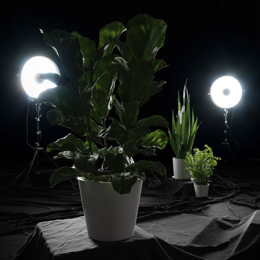 Modelo de planta de figueira-lira
