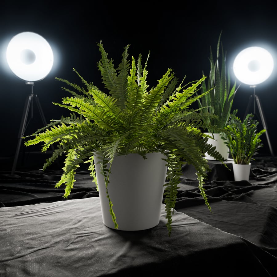 Boston Fern Potted Plant Model