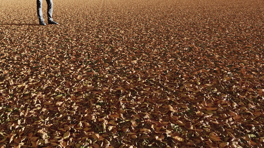 Textura de folhas secas de olmo
