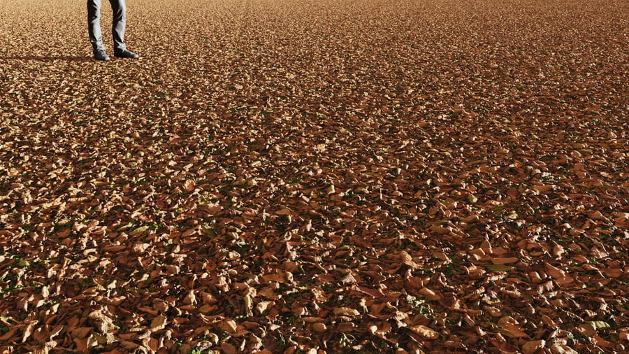 Dried Elm Leaves Ground Texture